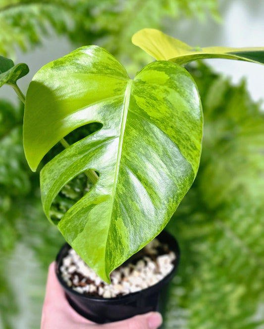 Monstera Deliciosa Borsigiana 'Aurea' - 125mm