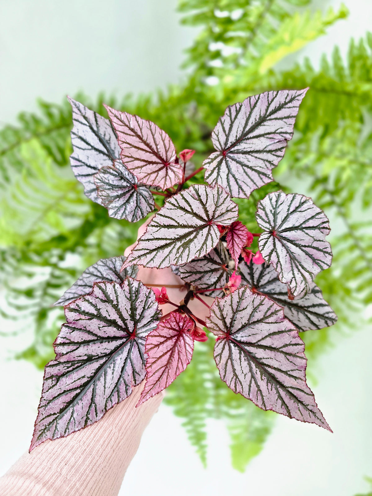 Begonia maculata 'Ashura' (Multi-Stem) - 118mm