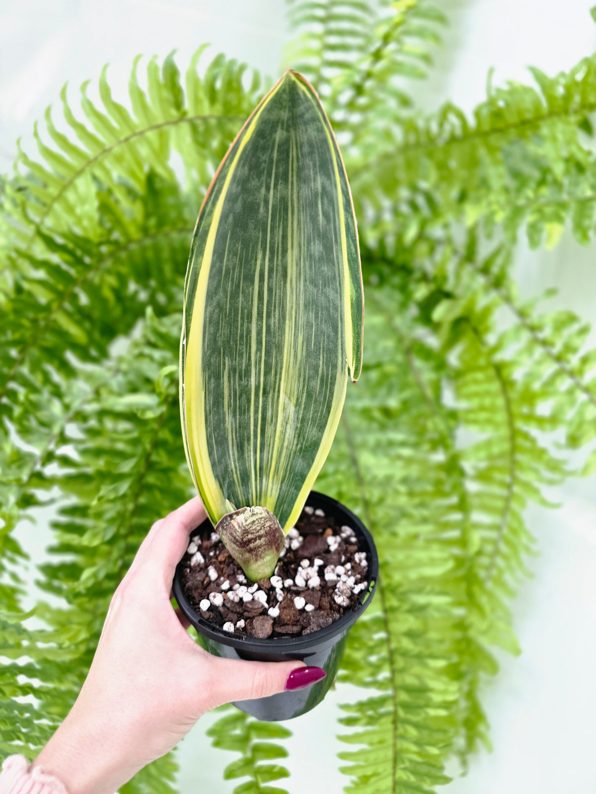 Sansevieria masoniana Variegated (Whale Fin) - 118mm