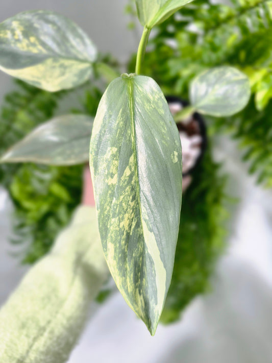 Philodendron hastatum Variegated (Silver Sword) - 100mm