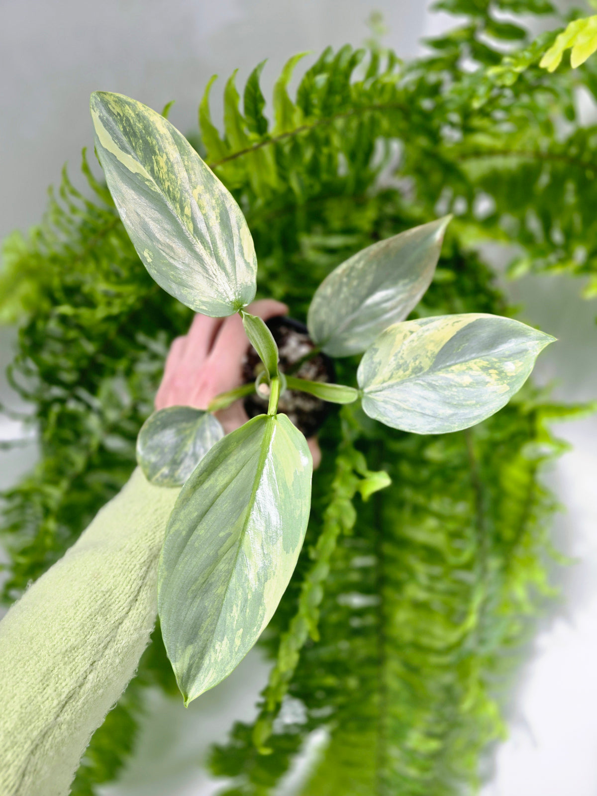 Philodendron hastatum Variegated (Silver Sword) - 100mm
