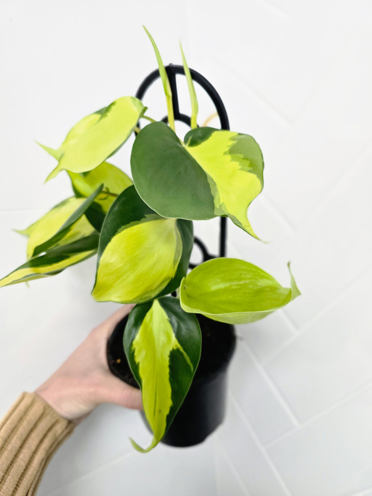 Philodendron hederaceum 'Brasil' Ladder - 118mm