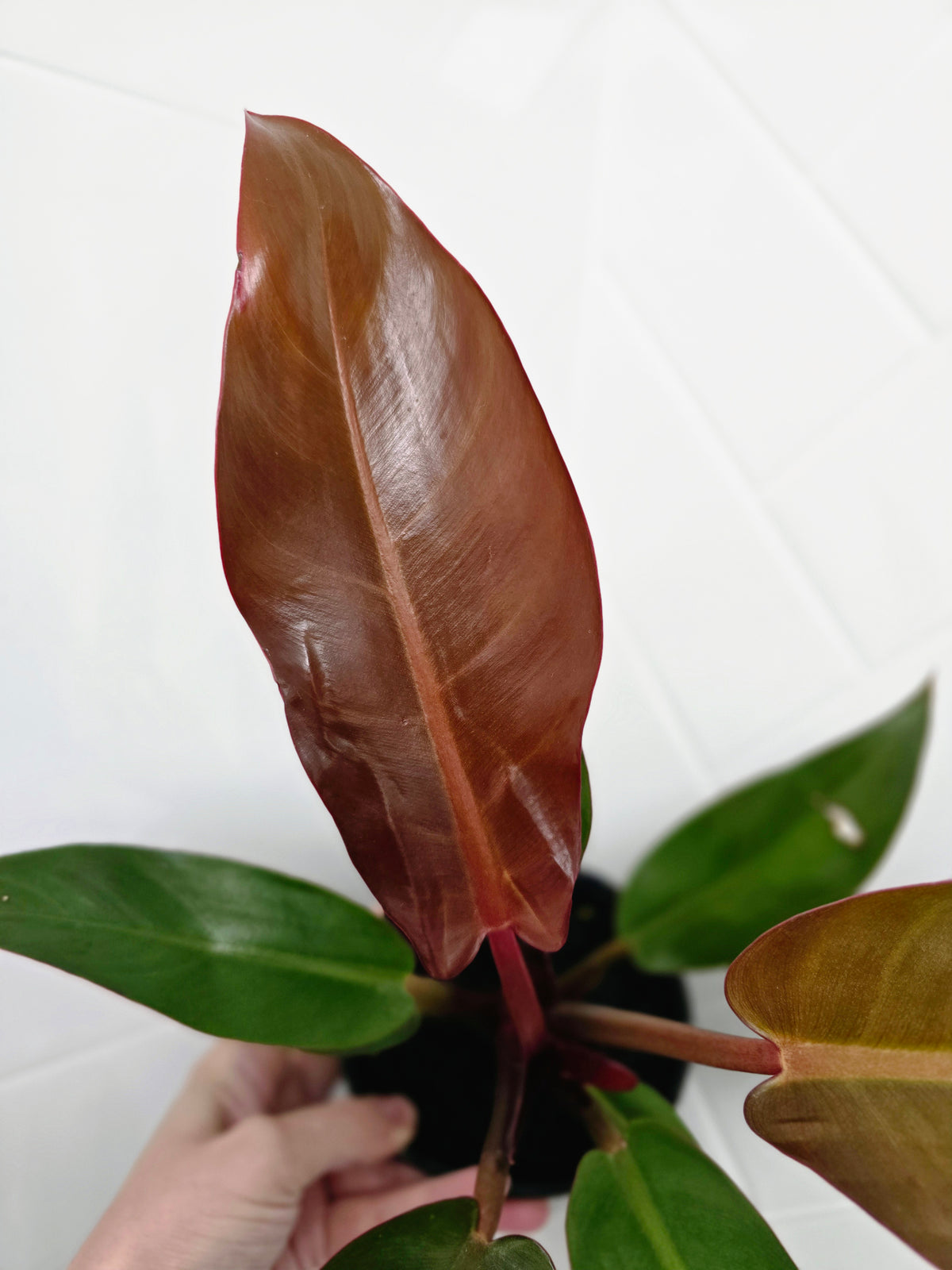 Philodendron erubescens 'Sun Red' - 125mm