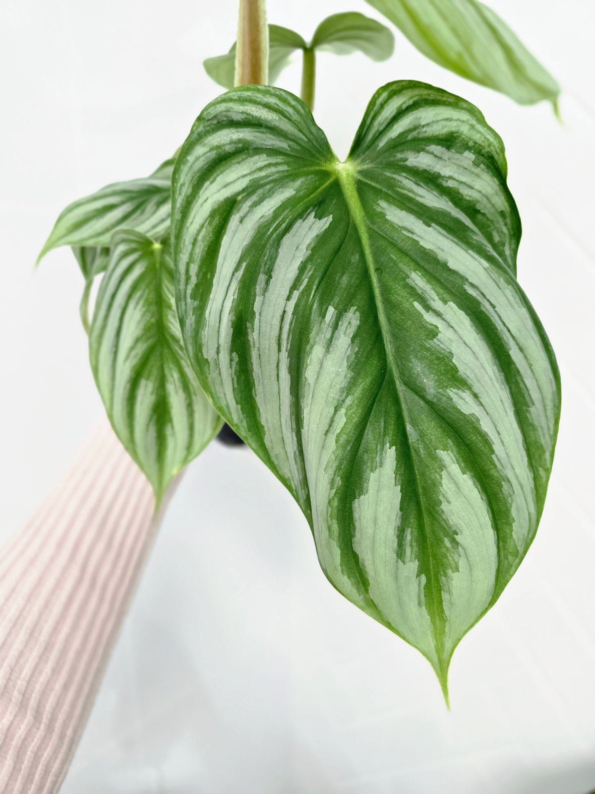 Philodendron plowmanii 'Round Form' - 140mm