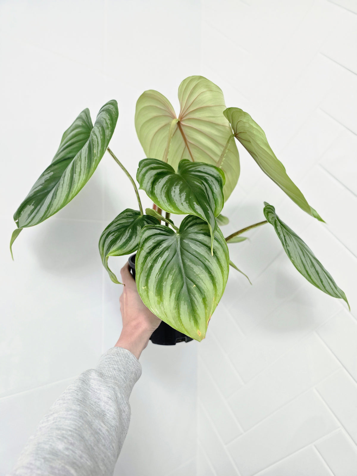 Philodendron plowmanii 'Round Form' - 140mm