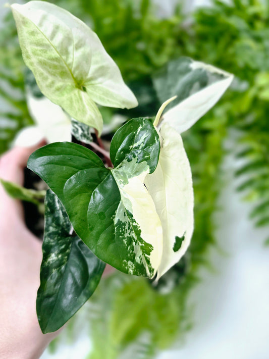 Syngonium podophyllum 'Fantasy' - 100mm