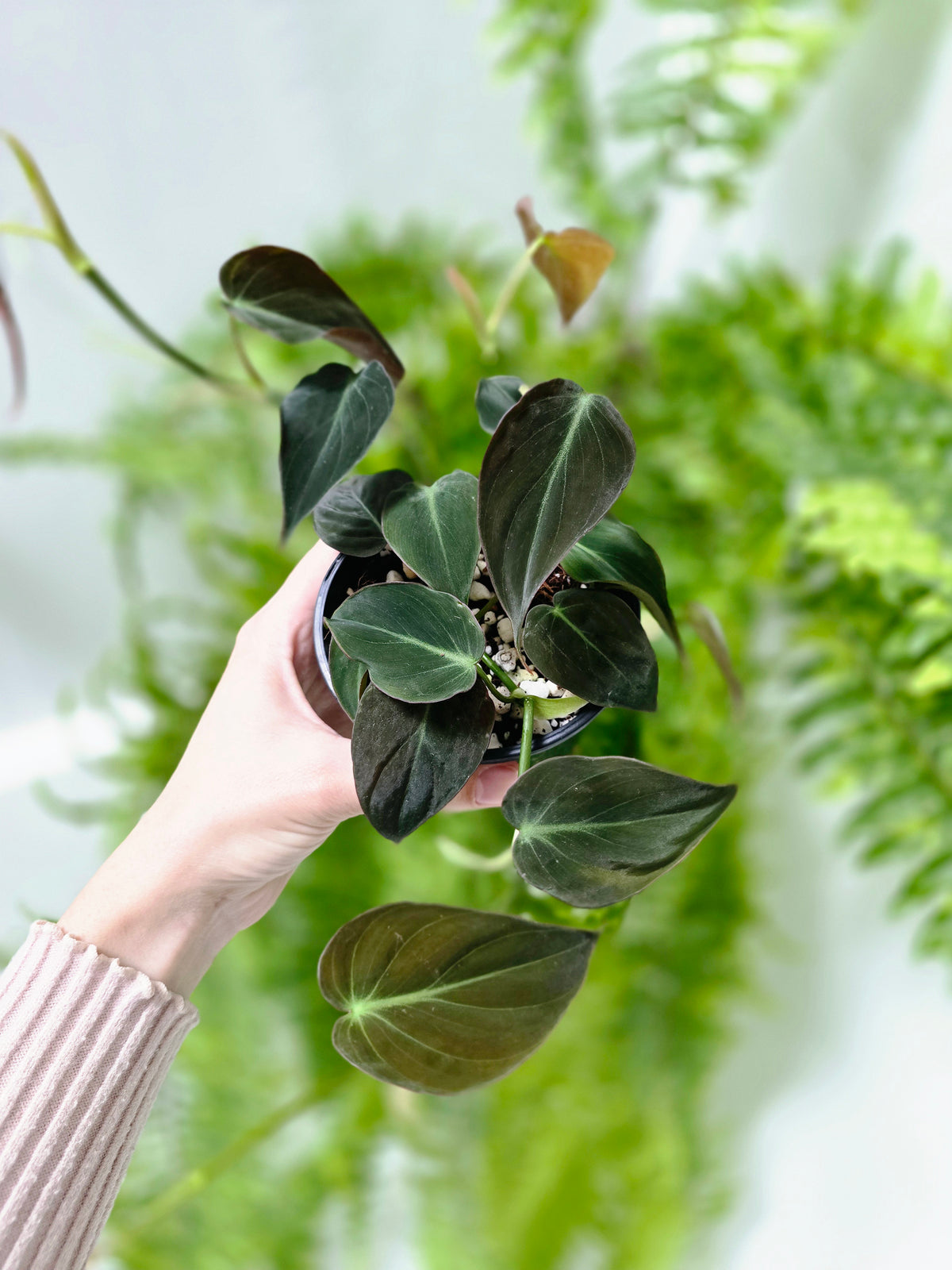 Philodendron hederaceum 'Micans' - 100mm