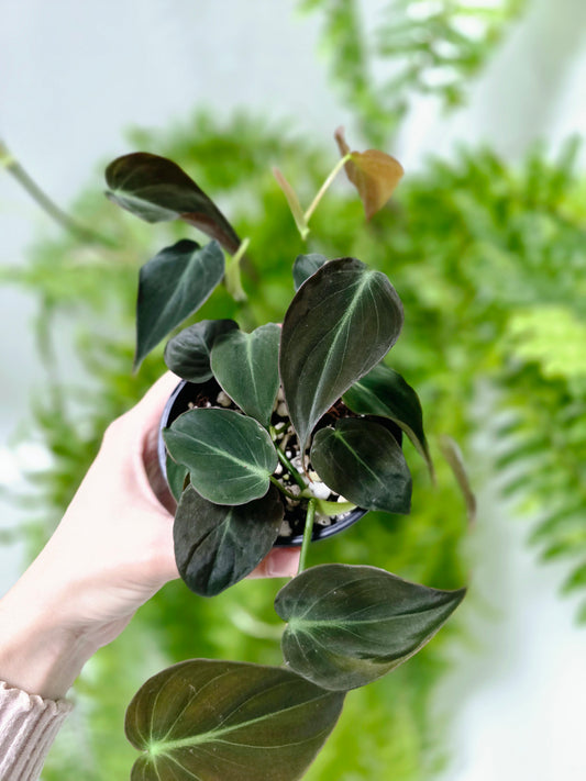 Philodendron hederaceum 'Micans' - 100mm