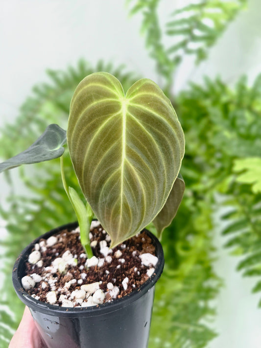 Philodendron 'Splendid' - 100mm
