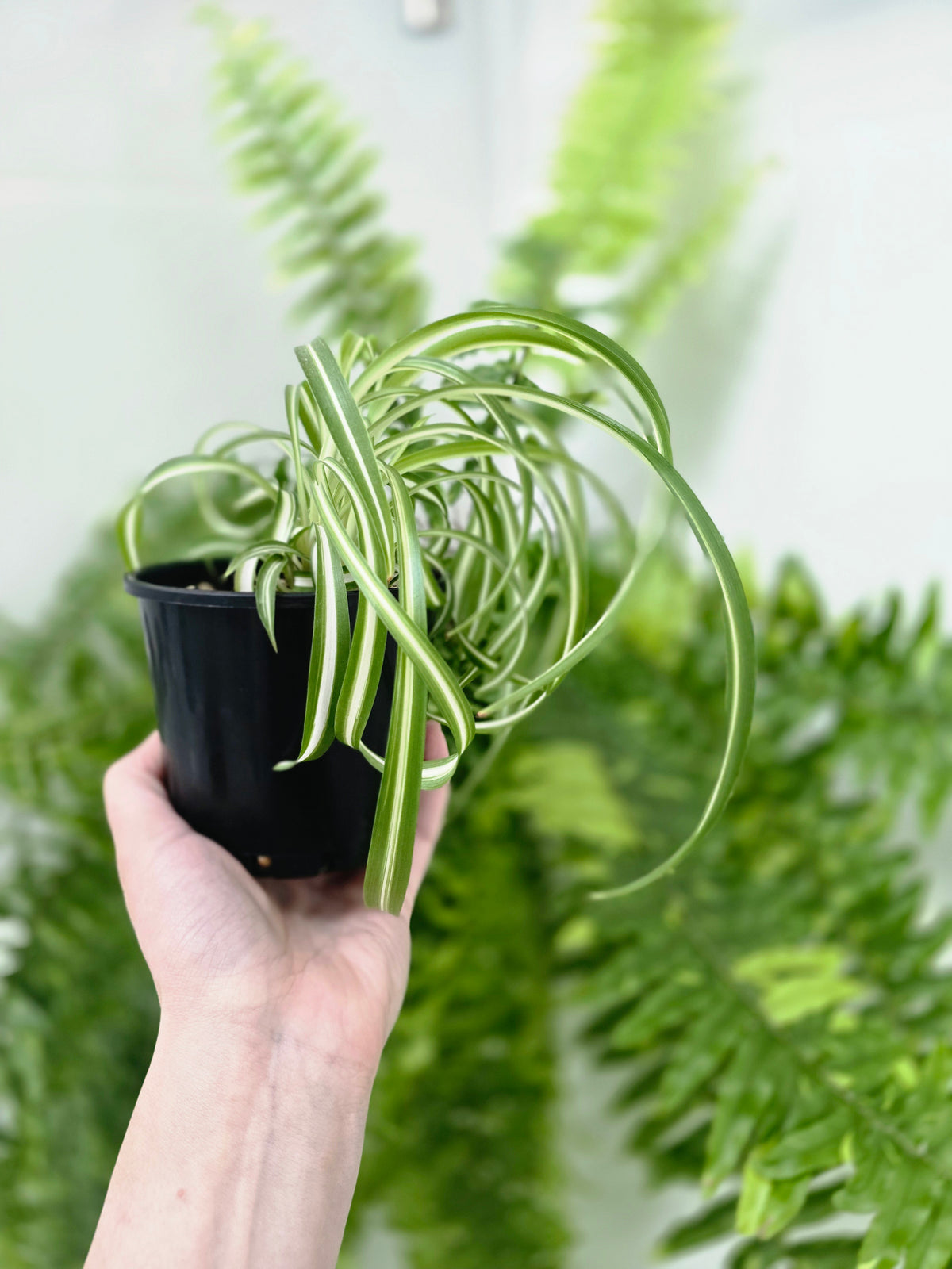 Chlorophytum comosum 'Bonnie' (Curly Spider Plant) - 100mm