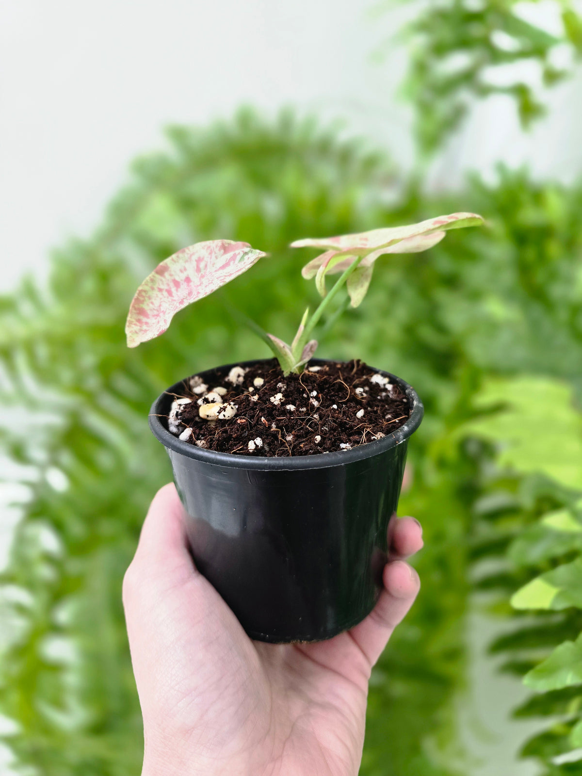 Syngonium podophyllum 'Milk Confetti' - 80mm