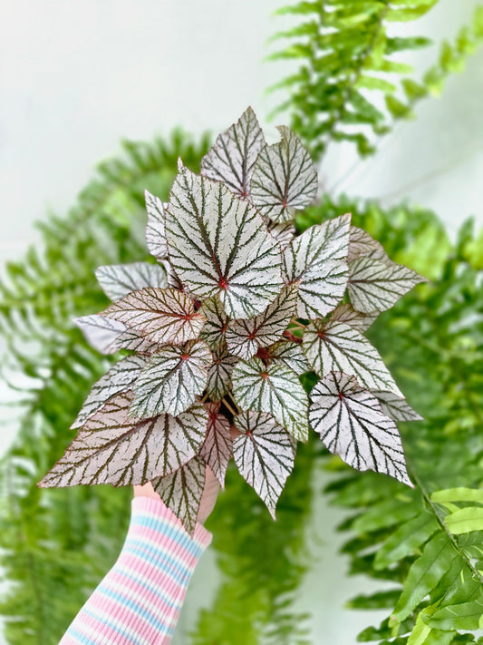 Begonia maculata 'Ashura' (Multi-Stem) - 100mm