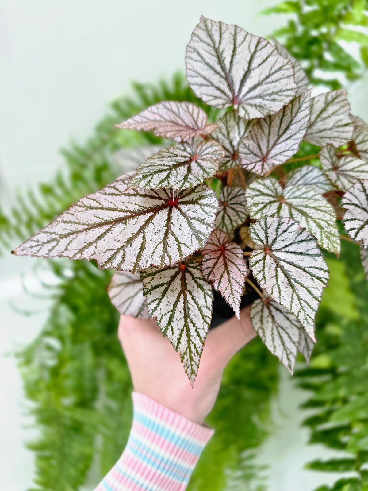 Begonia maculata 'Ashura' (Multi-Stem) - 100mm