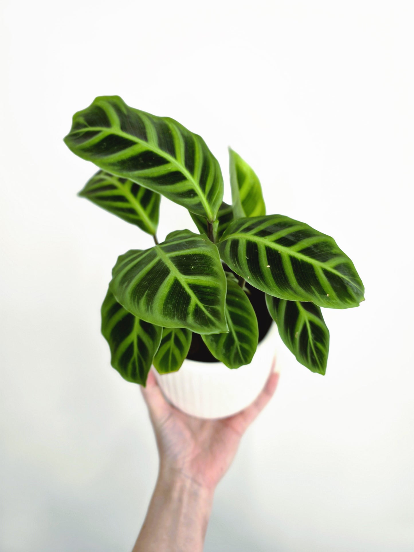 Calathea 'Zebrina' - 118mm