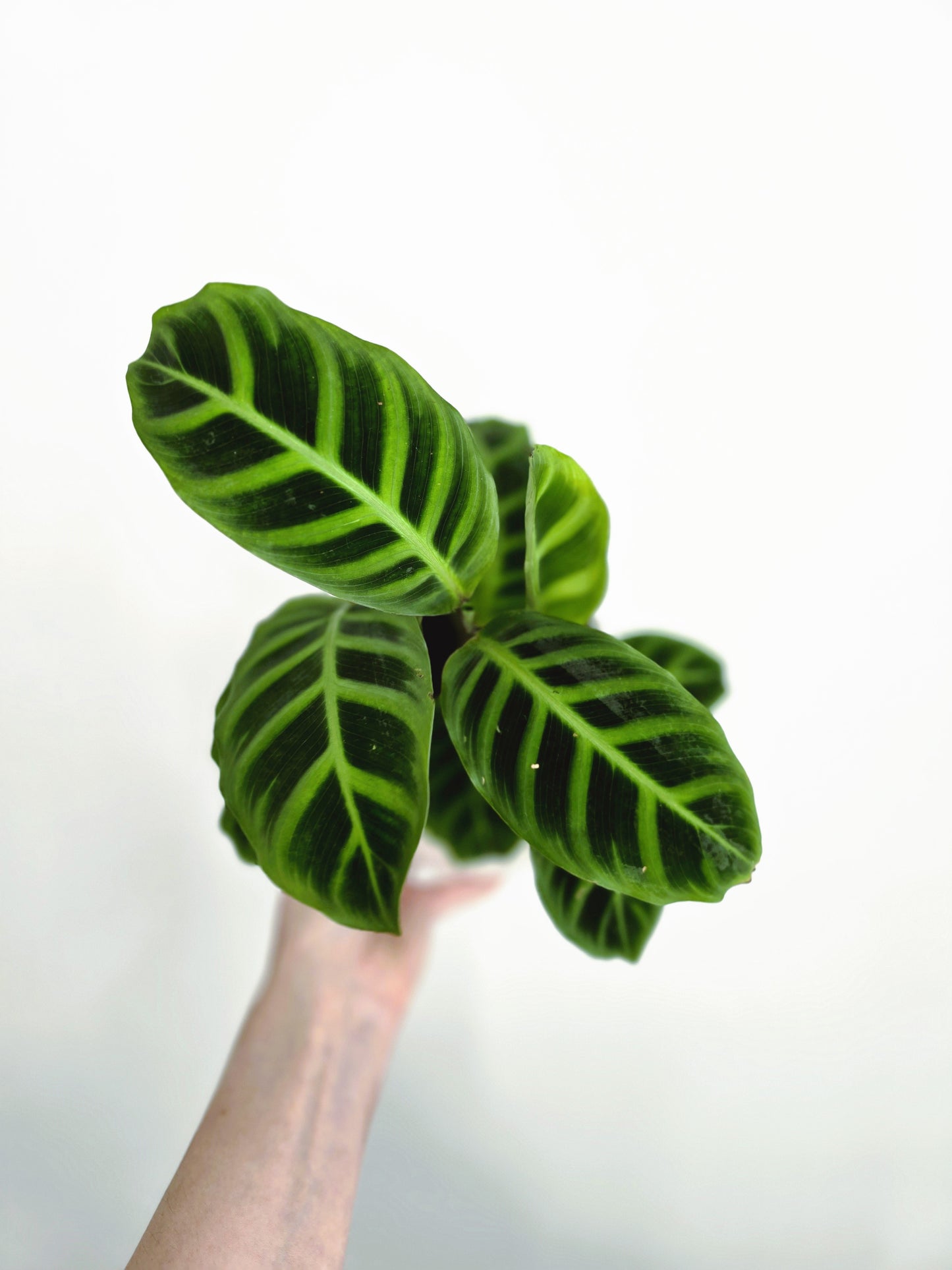Calathea 'Zebrina' - 118mm