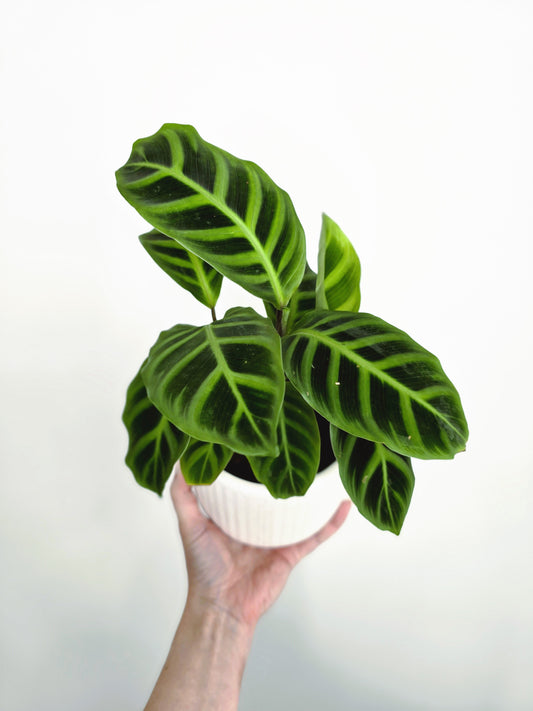 Calathea 'Zebrina' - 118mm
