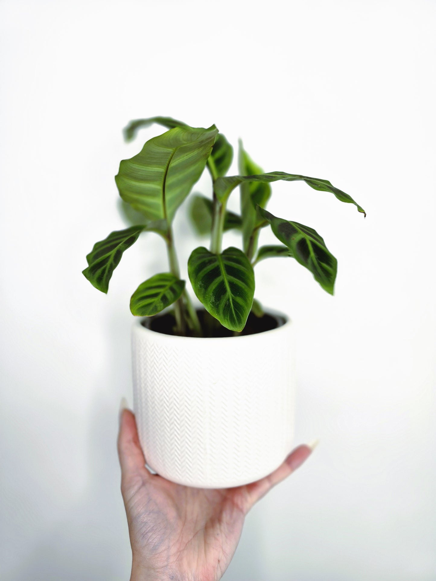 Calathea 'Zebrina' - 118mm