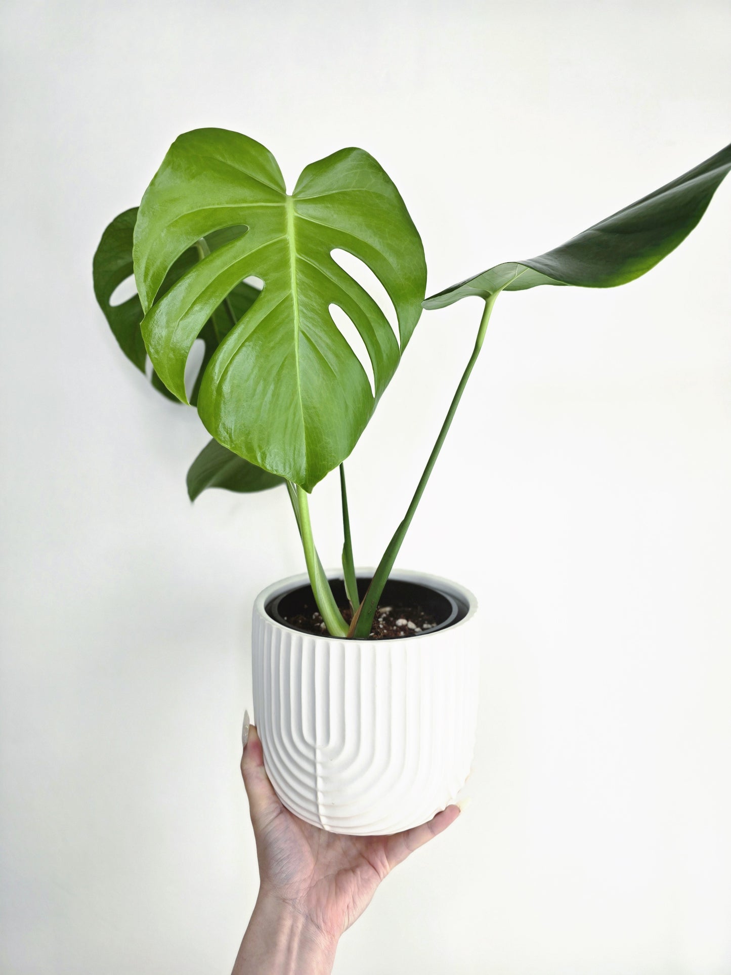 Monstera 'Deliciosa'