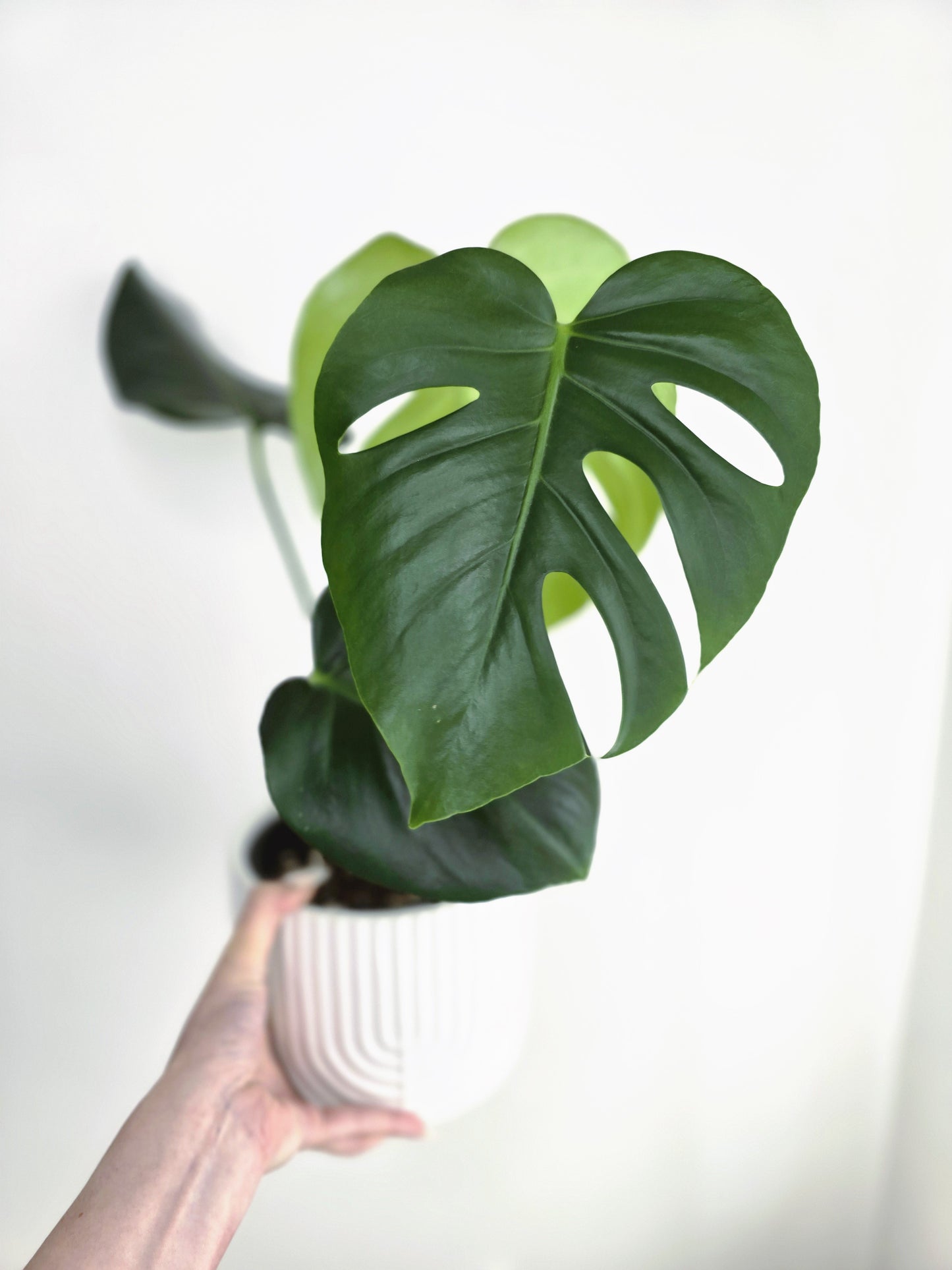 Monstera 'Deliciosa'