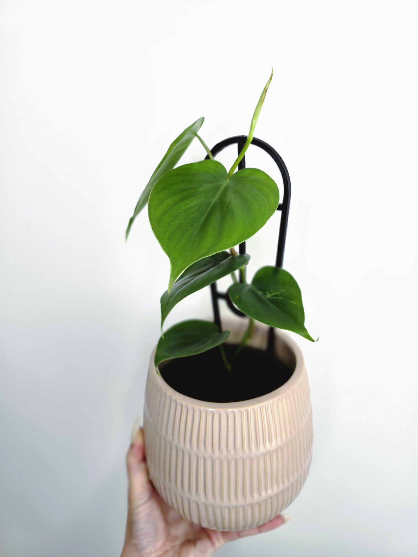 Philodendron Cordatum 'Heart Leaf' - 118mm