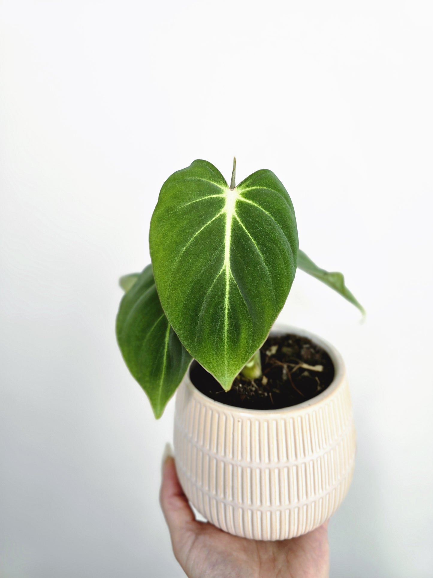 juvenile philodendron gloriosum Philodendron 'Gloriosum'