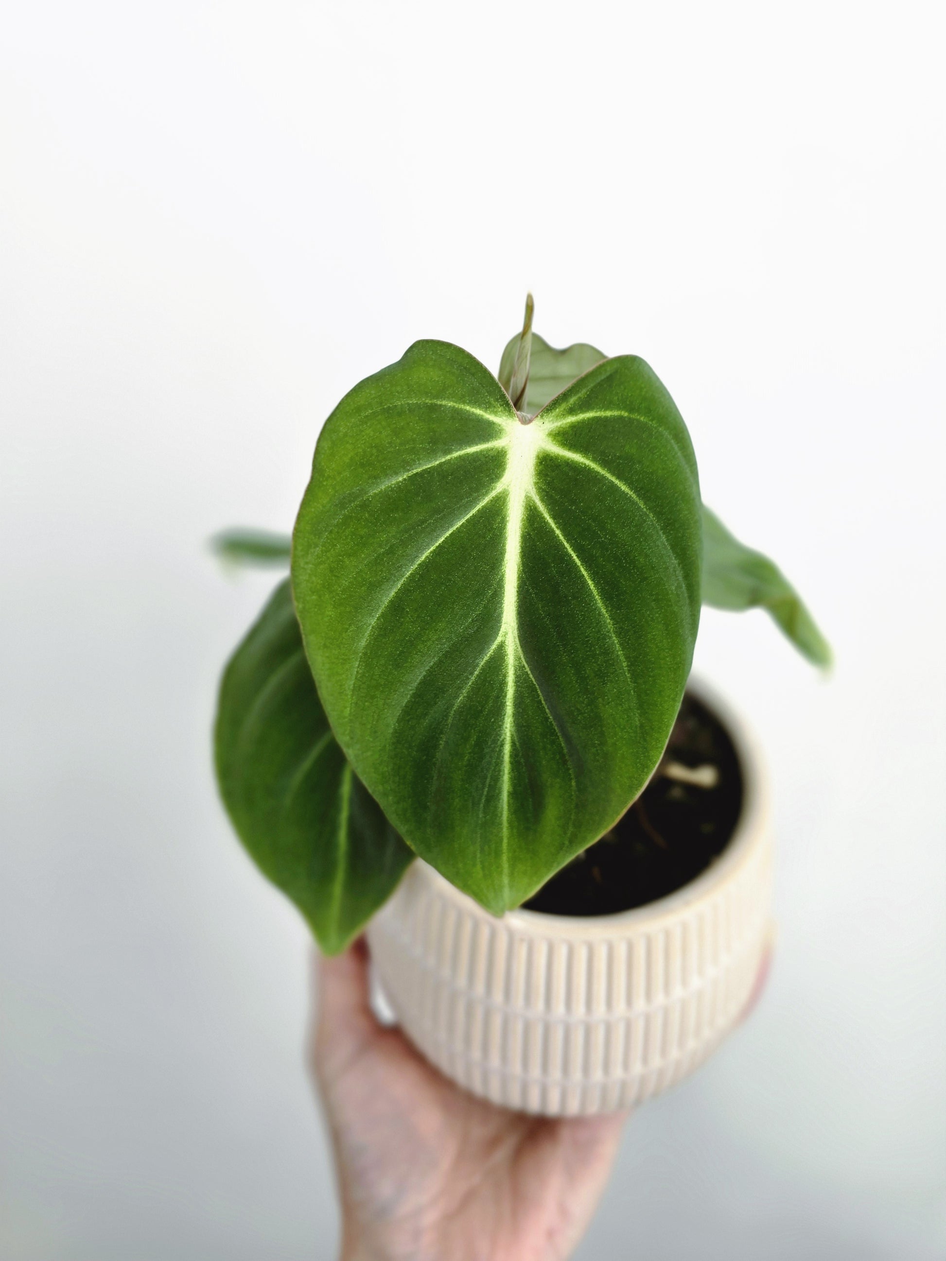 philodendron gloriosum juvenile Philodendron 'Gloriosum'