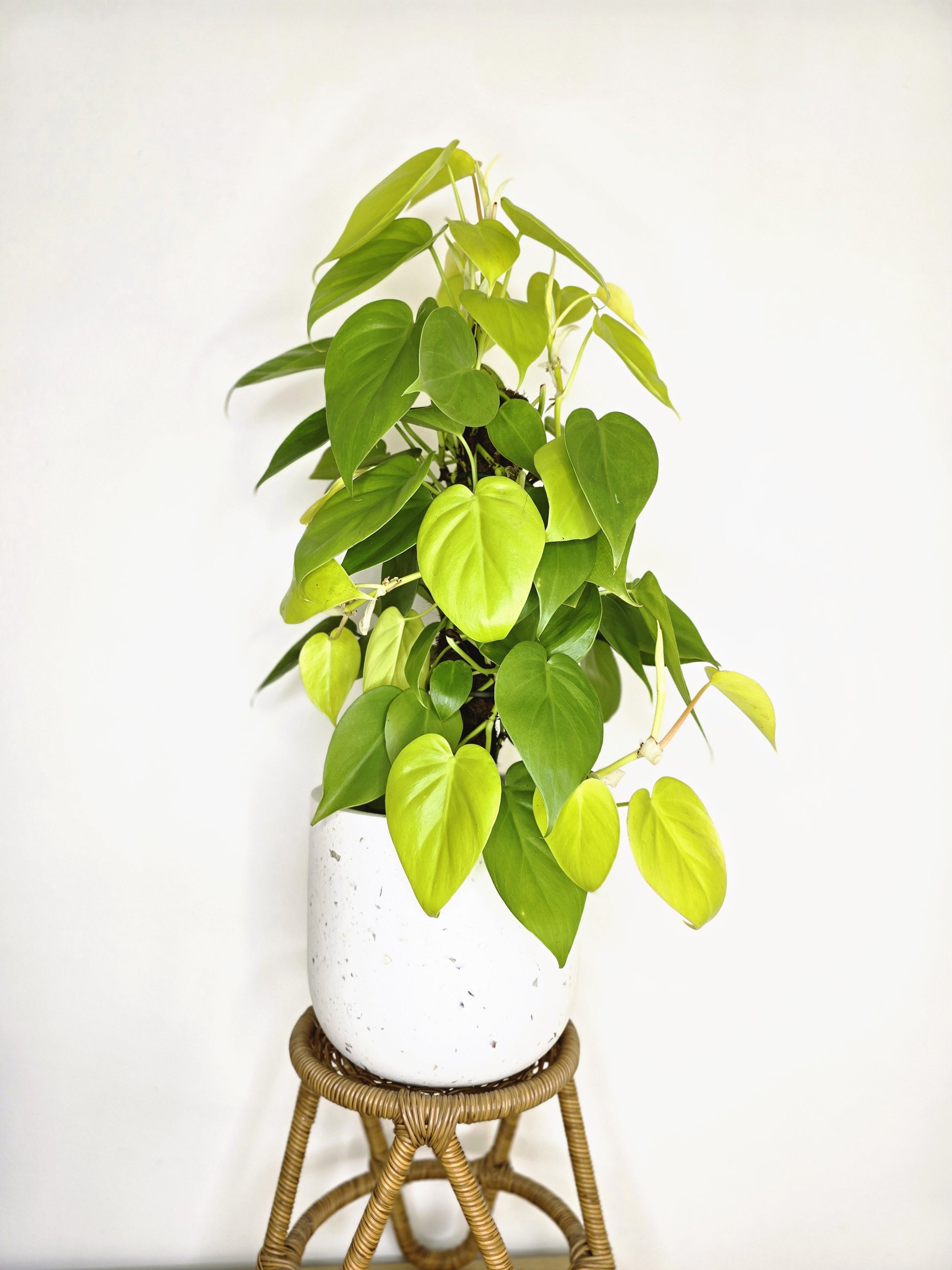 philodendron cordatum gold Philodendron Cordatum 'Gold' Totem