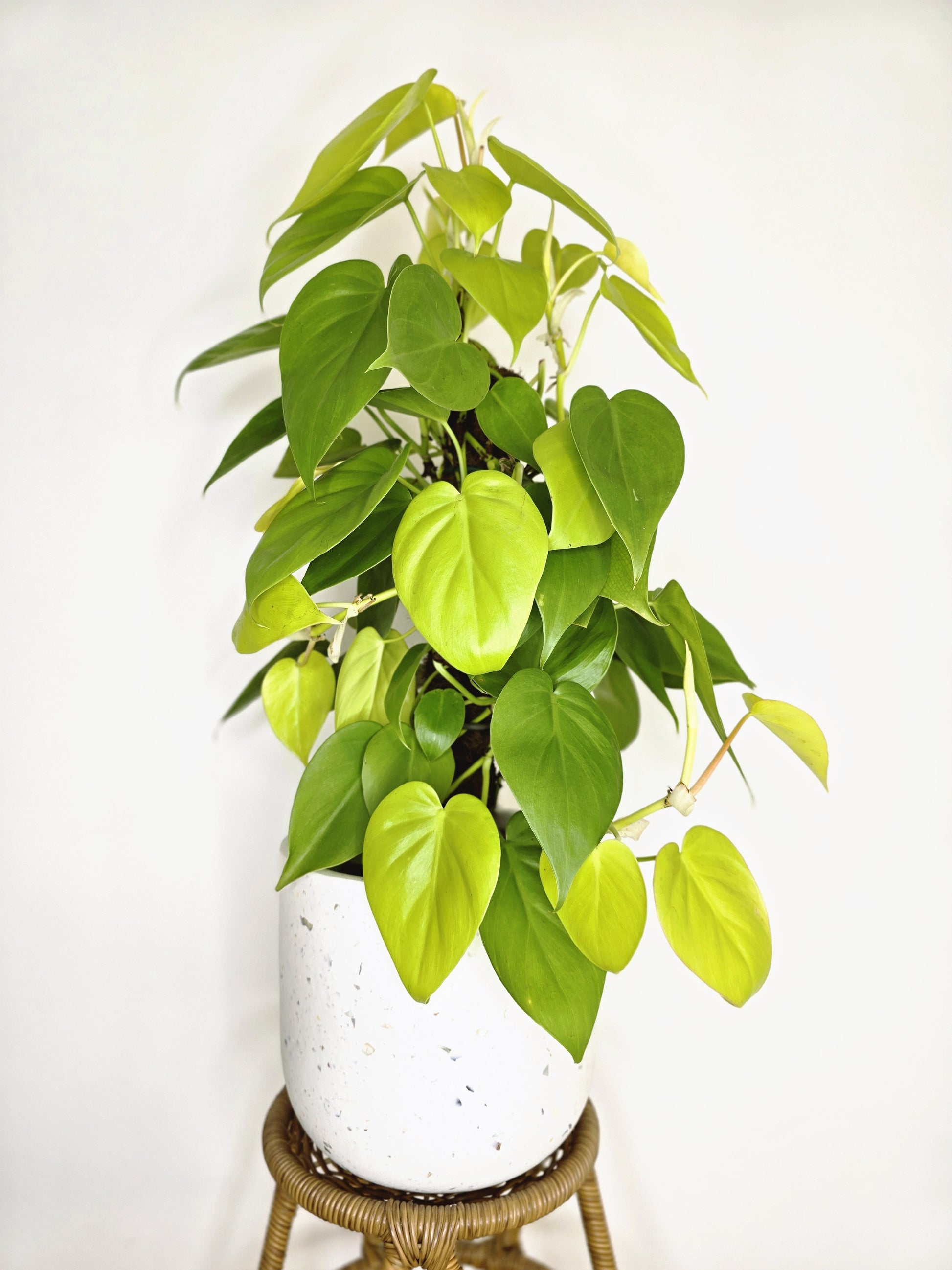 philodendron cordatum australia Philodendron Cordatum 'Gold' Totem