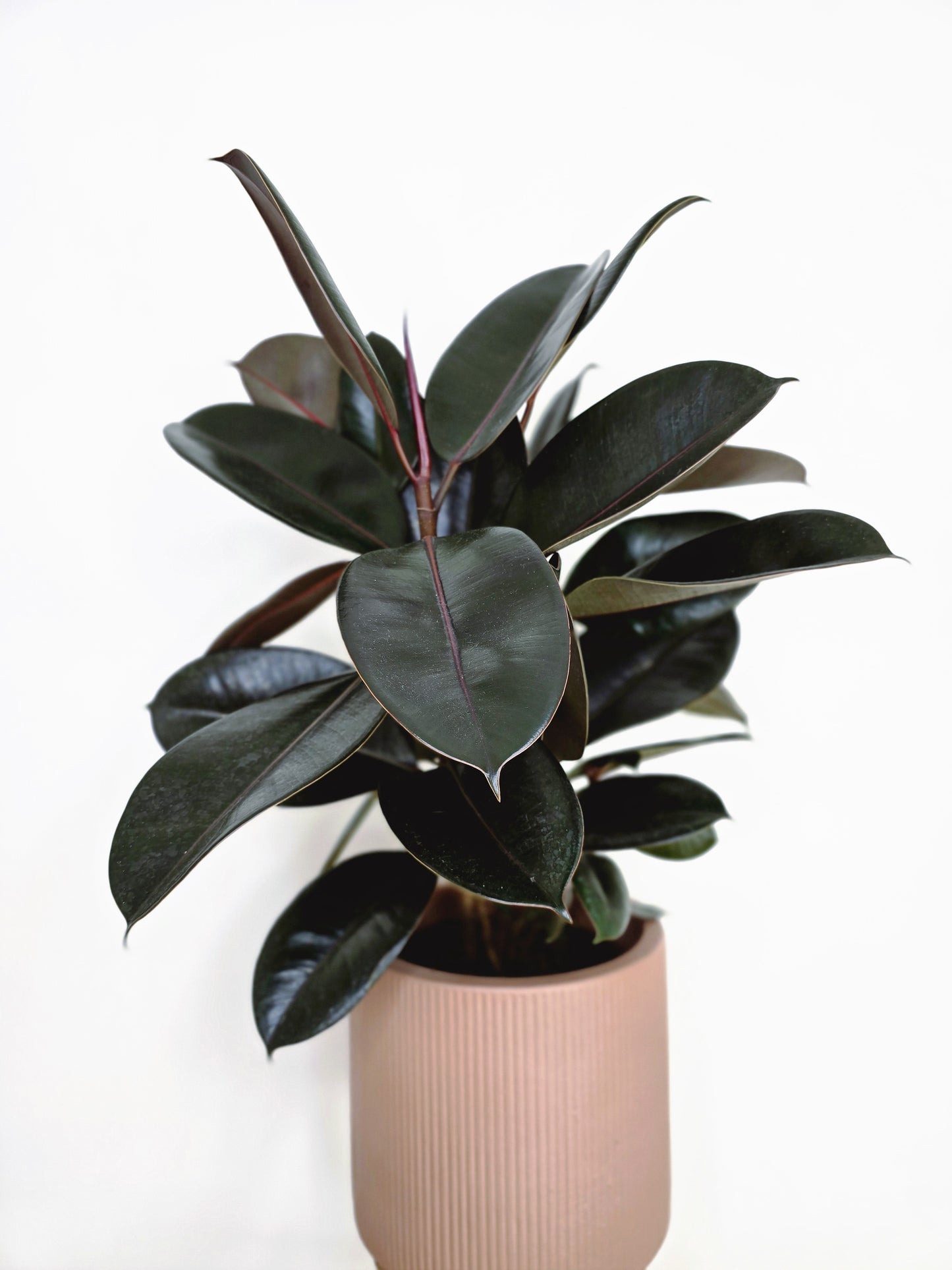 Ficus Elastica 'Burgundy' - 180mm
