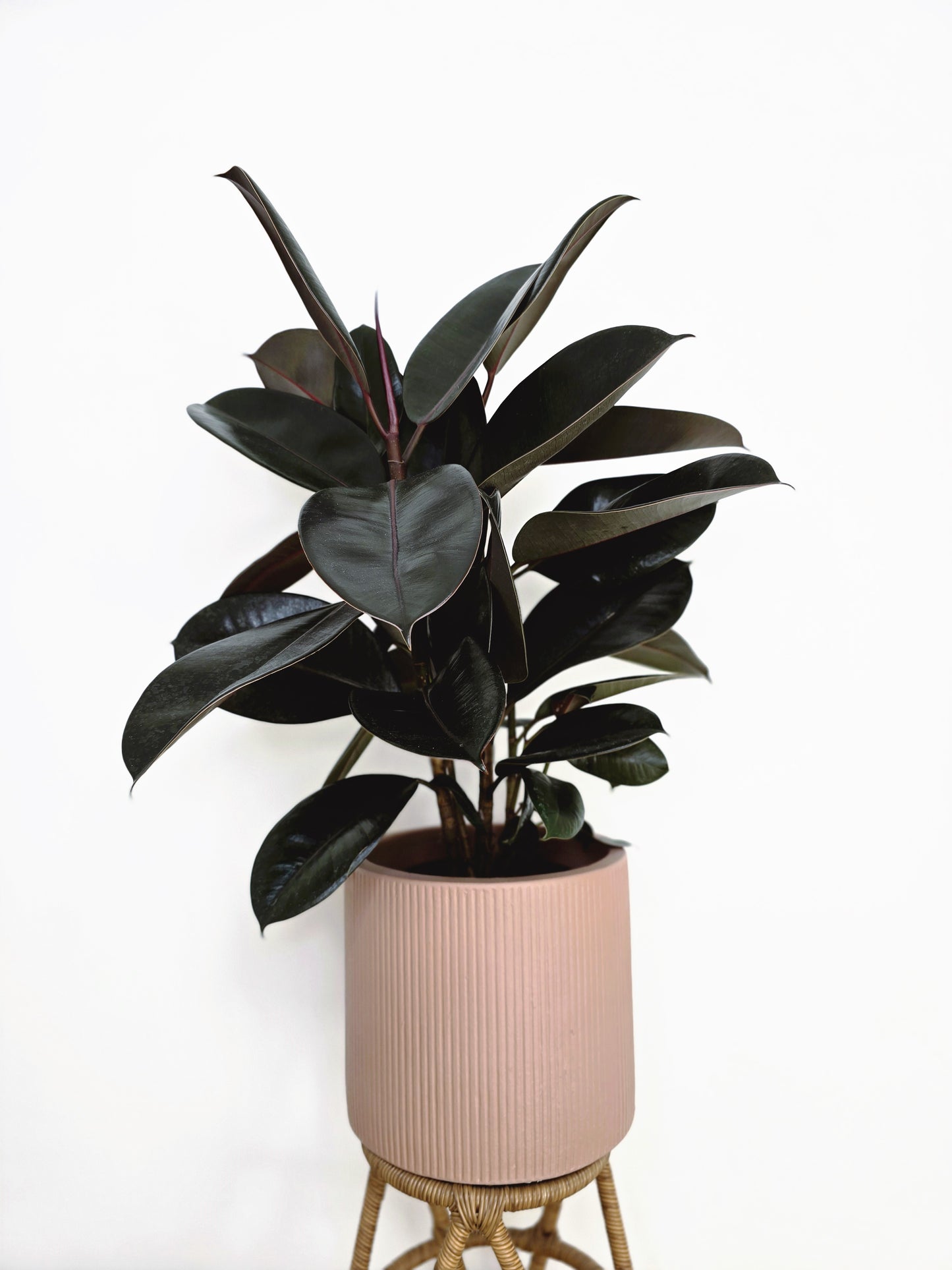 Ficus Elastica 'Burgundy' - 180mm