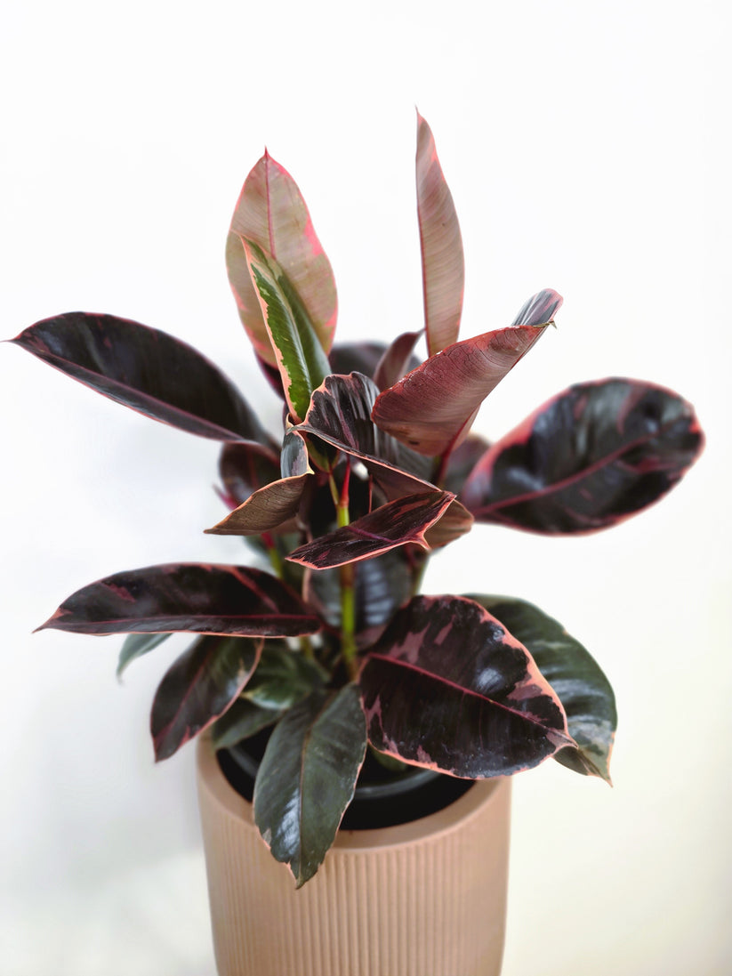 Ficus Elastica 'Ruby' - 200mm – Ivy Jungle
