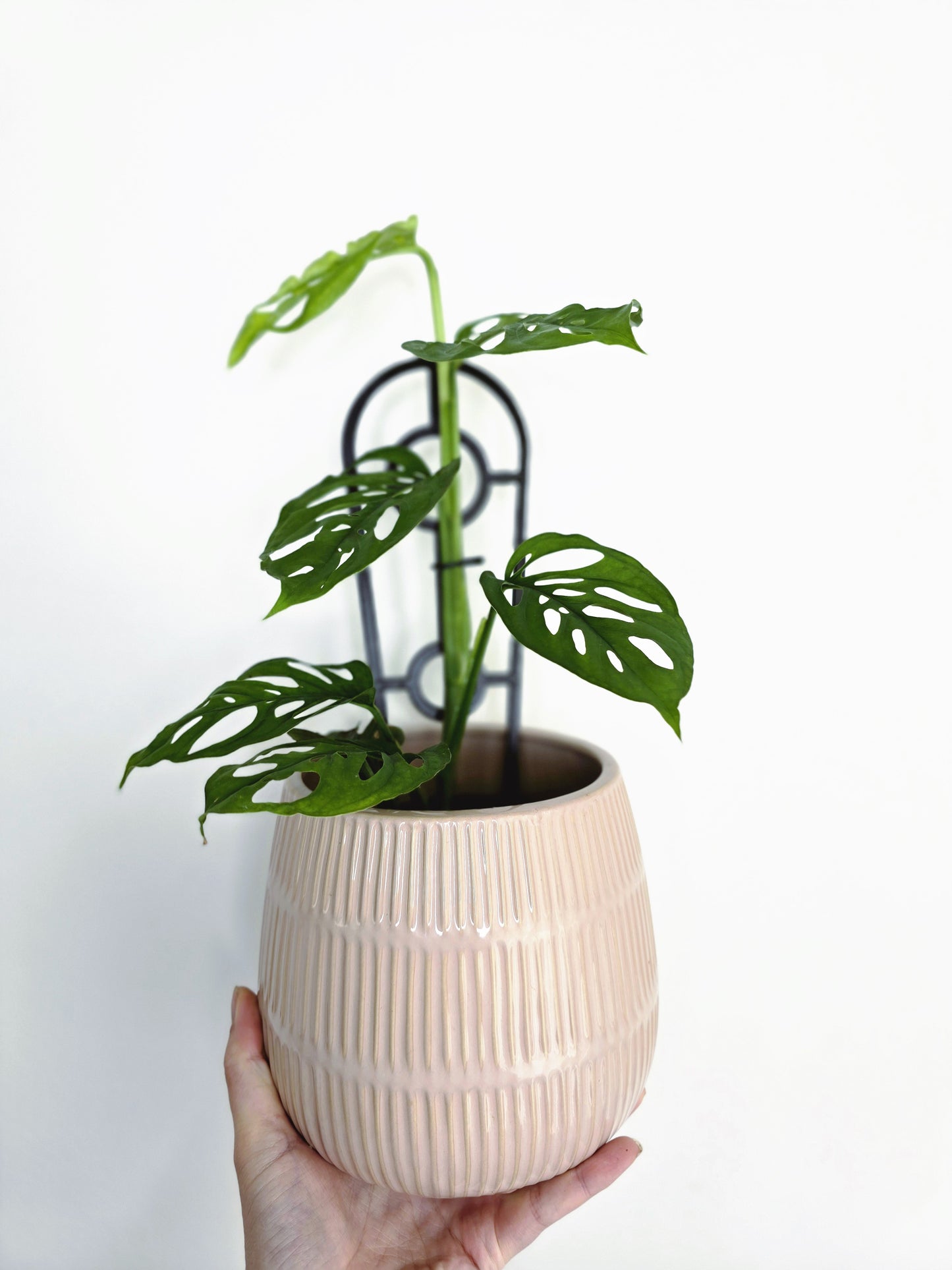 Monstera Adansonii 'Swiss Cheese' - 118mm