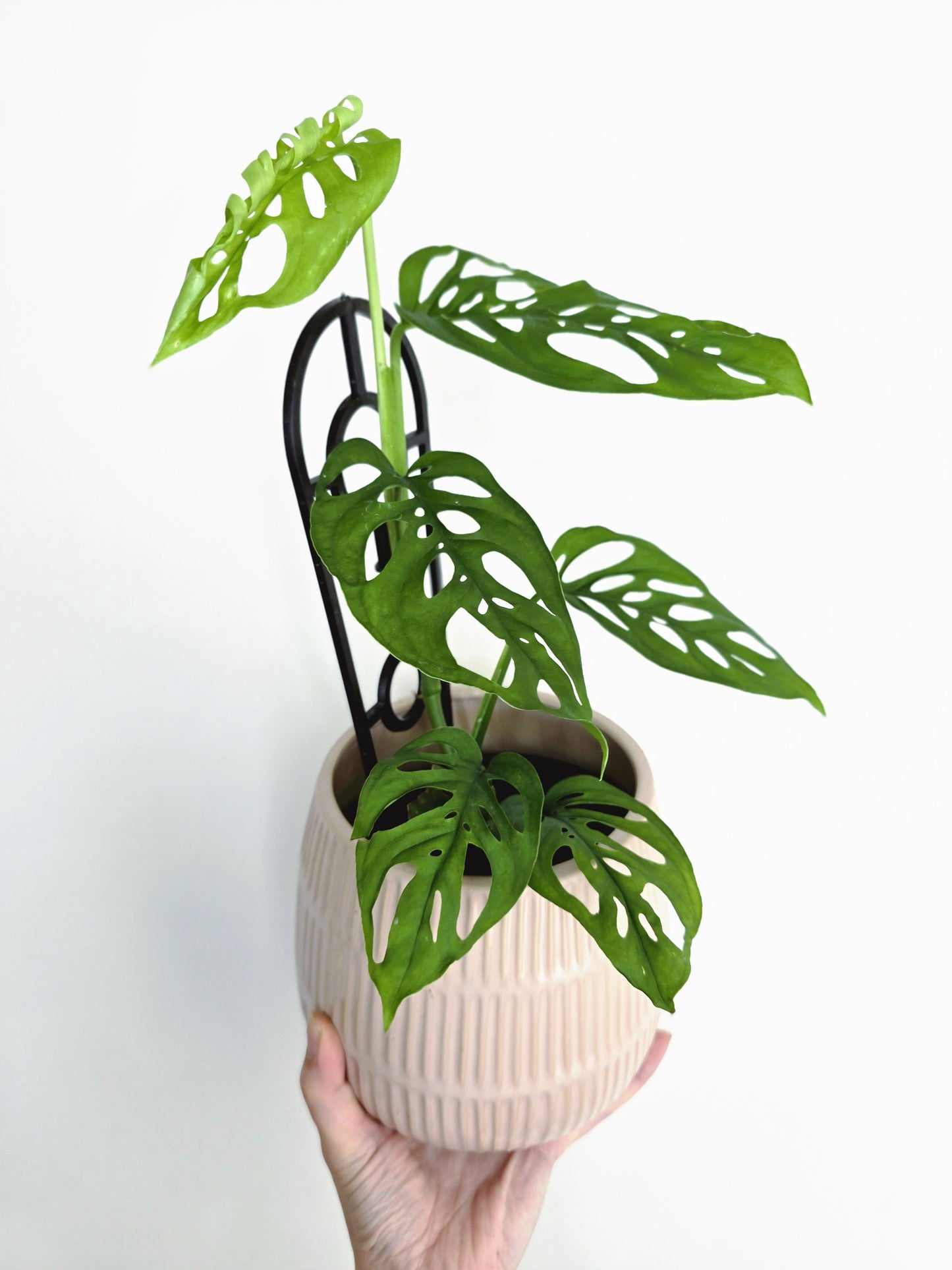 Monstera Adansonii 'Swiss Cheese' - 118mm