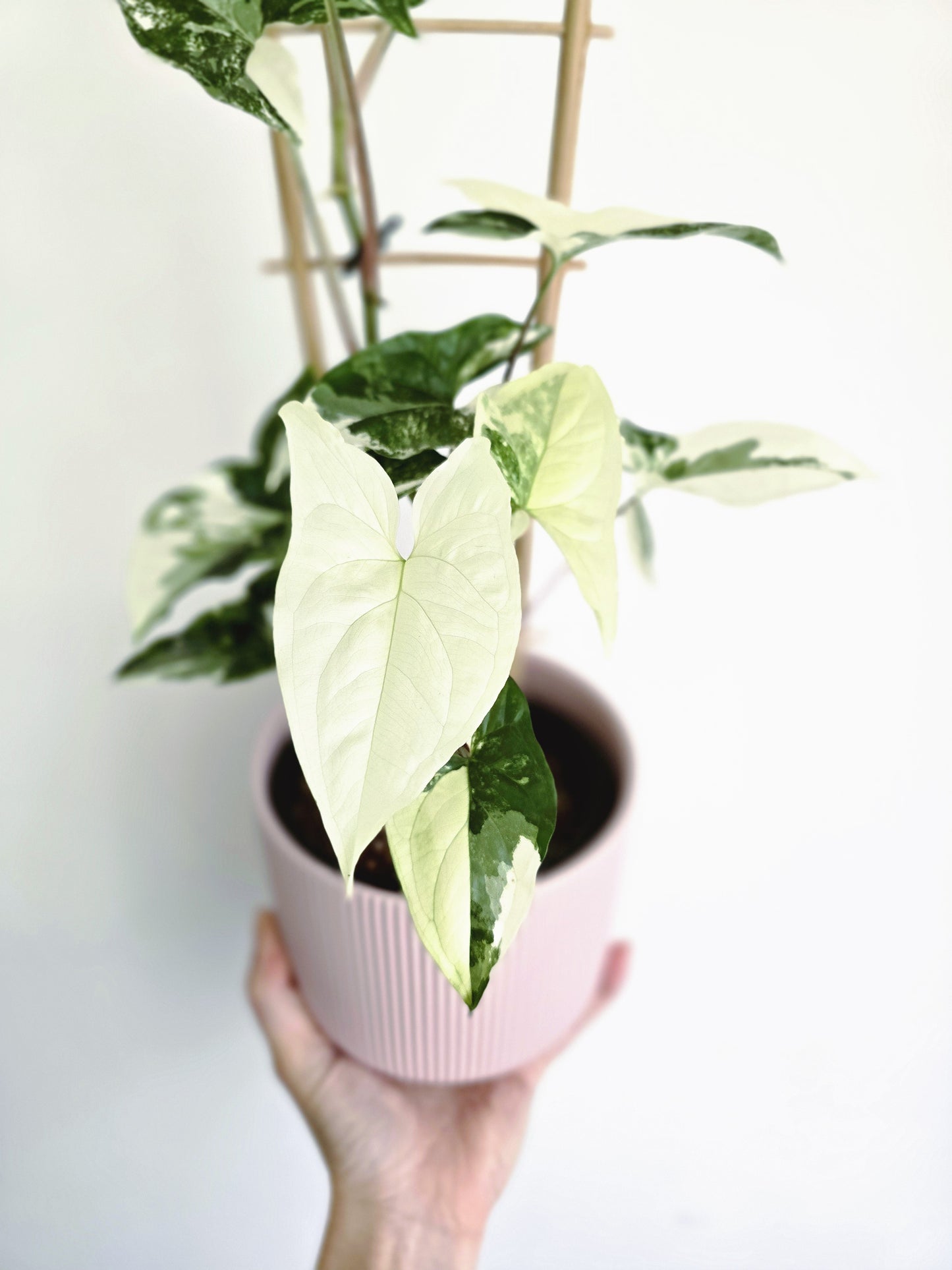 Syngonium Podophyllum 'Fantasy' Ladder - 118mm