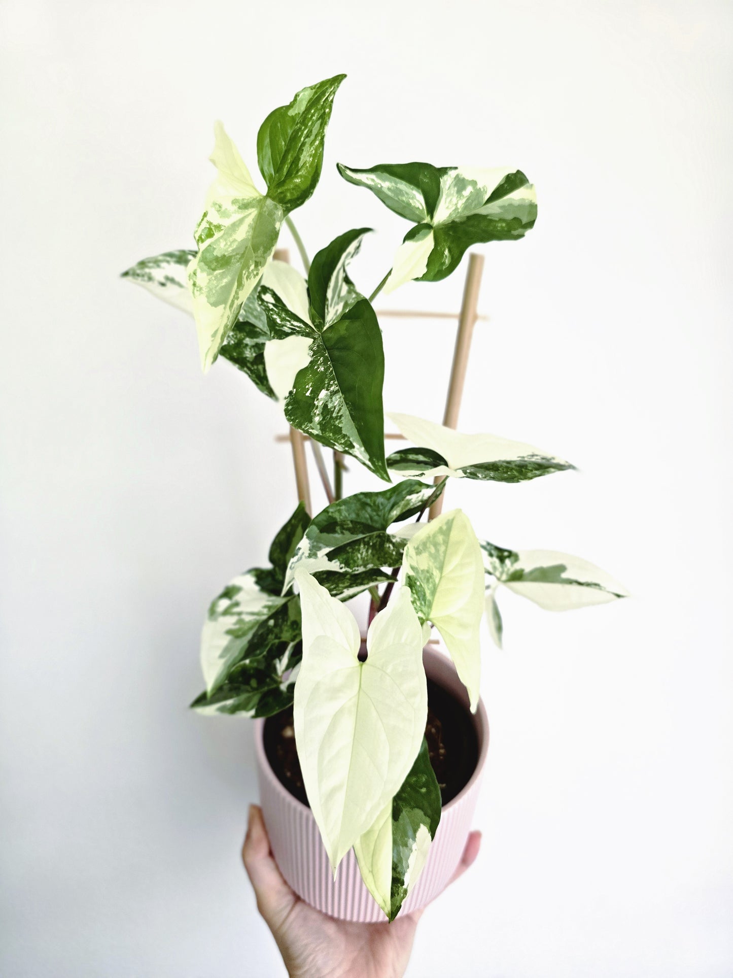 Syngonium Podophyllum 'Fantasy' Ladder - 118mm