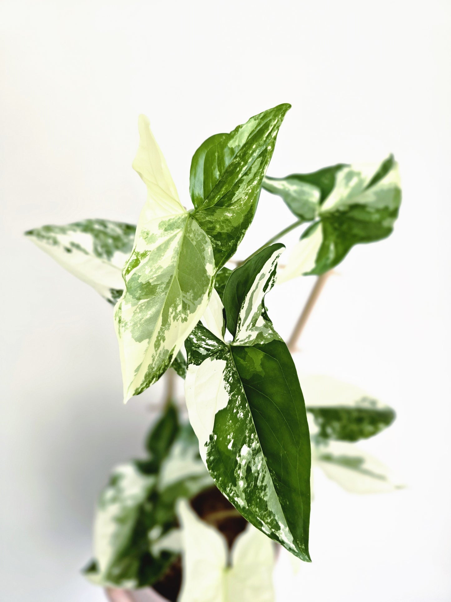 Syngonium Podophyllum 'Fantasy' Ladder - 118mm