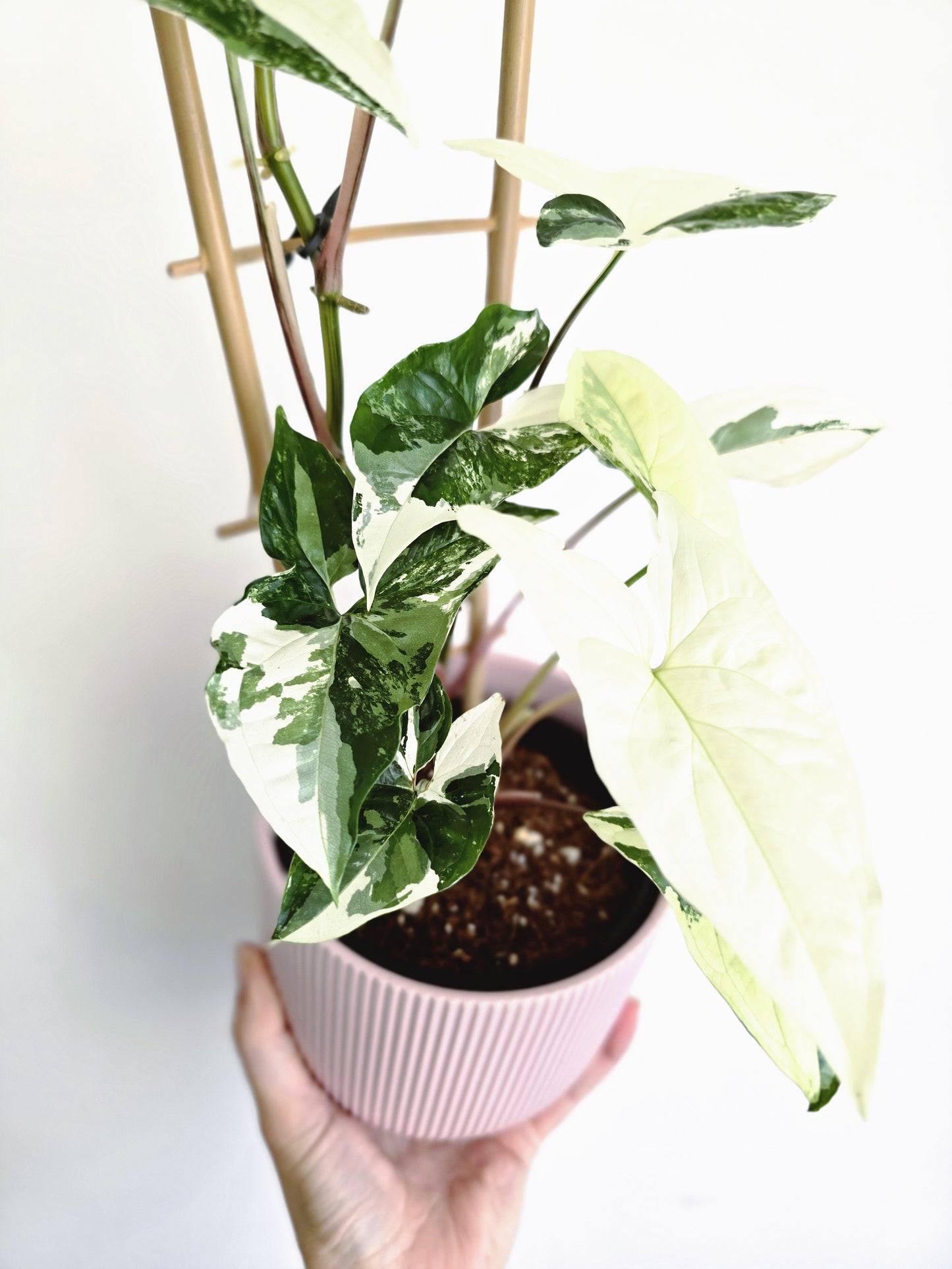 Syngonium Podophyllum 'Fantasy' Ladder - 118mm