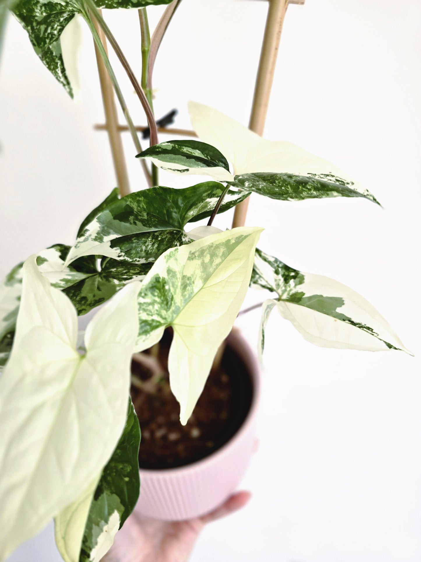 Syngonium Podophyllum 'Fantasy' Ladder - 118mm