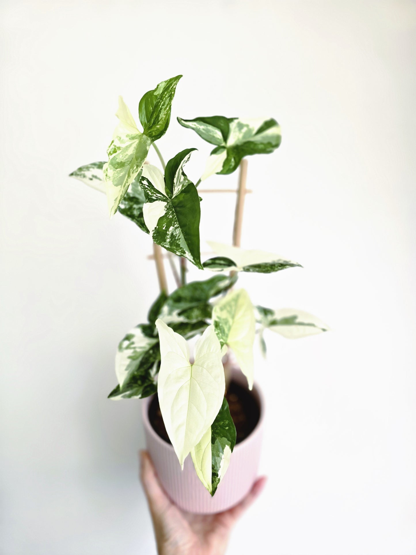 Syngonium Podophyllum 'Fantasy' Ladder - 118mm