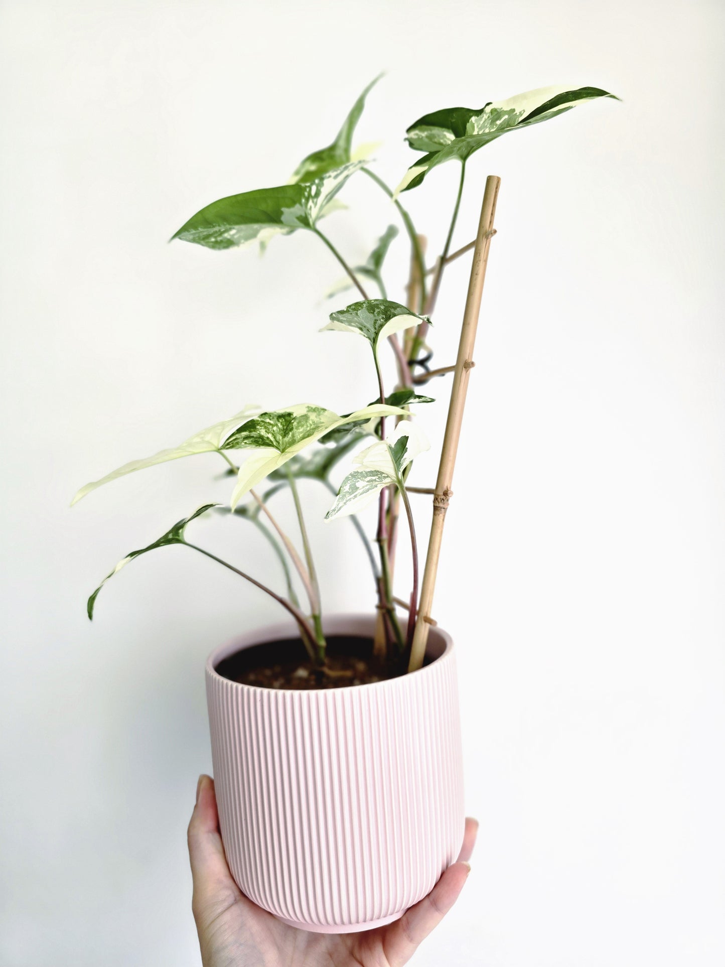 Syngonium Podophyllum 'Fantasy' Ladder - 118mm