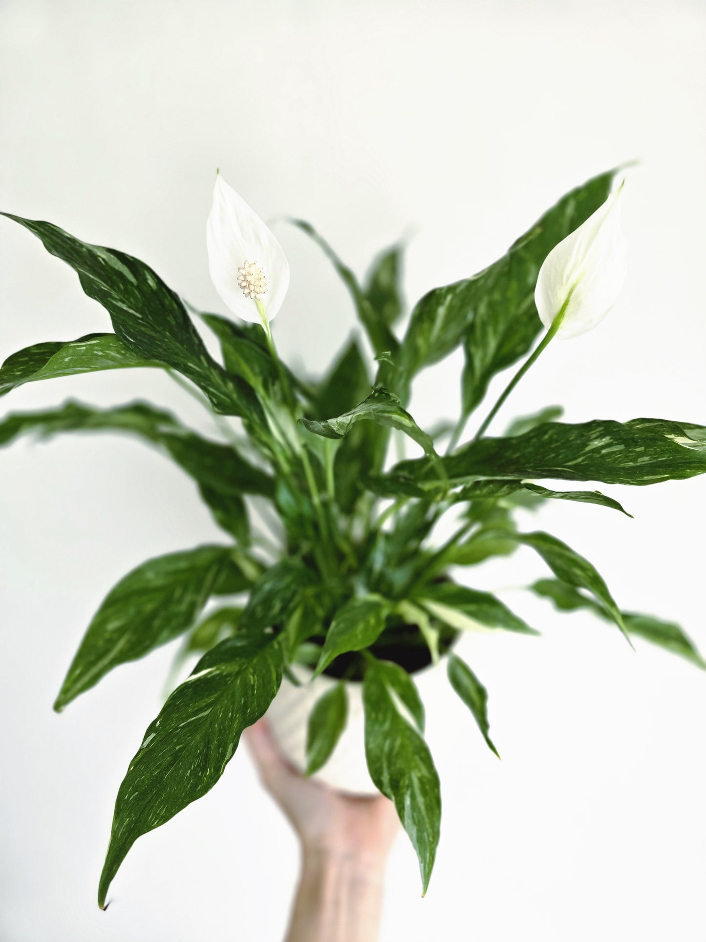 Spathiphyllum Floribundum 'Domino' - 125mm