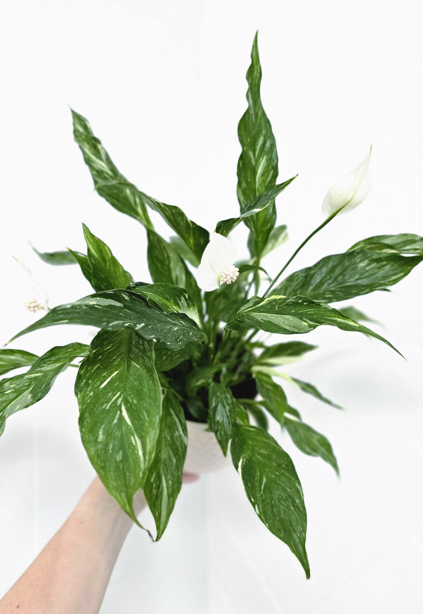 Spathiphyllum Floribundum 'Domino' - 125mm