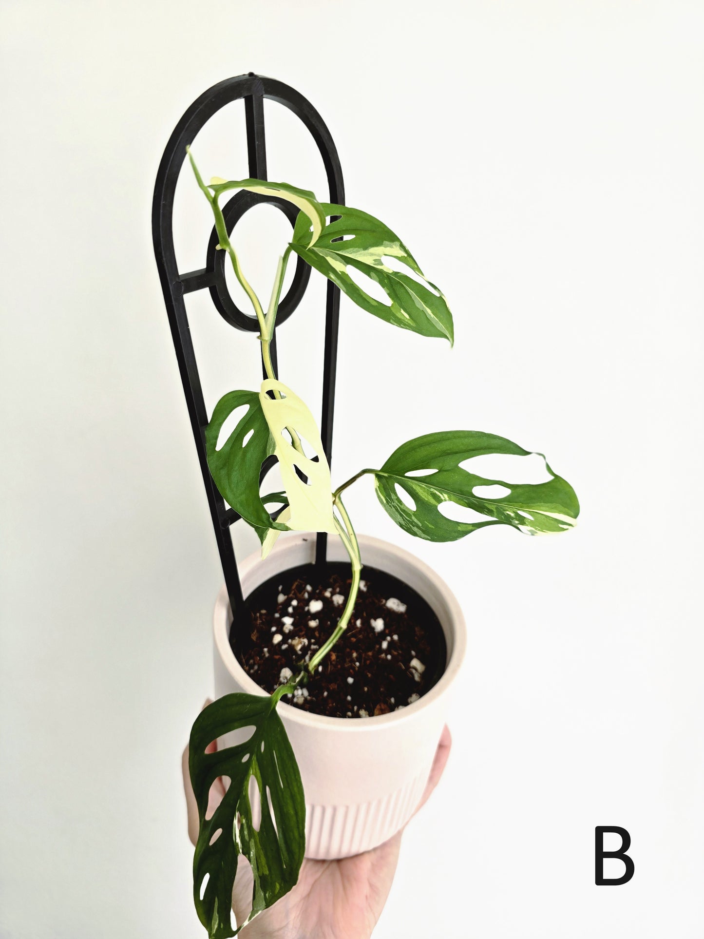 Monstera Adansonii 'Variegated' Ladder - 100mm