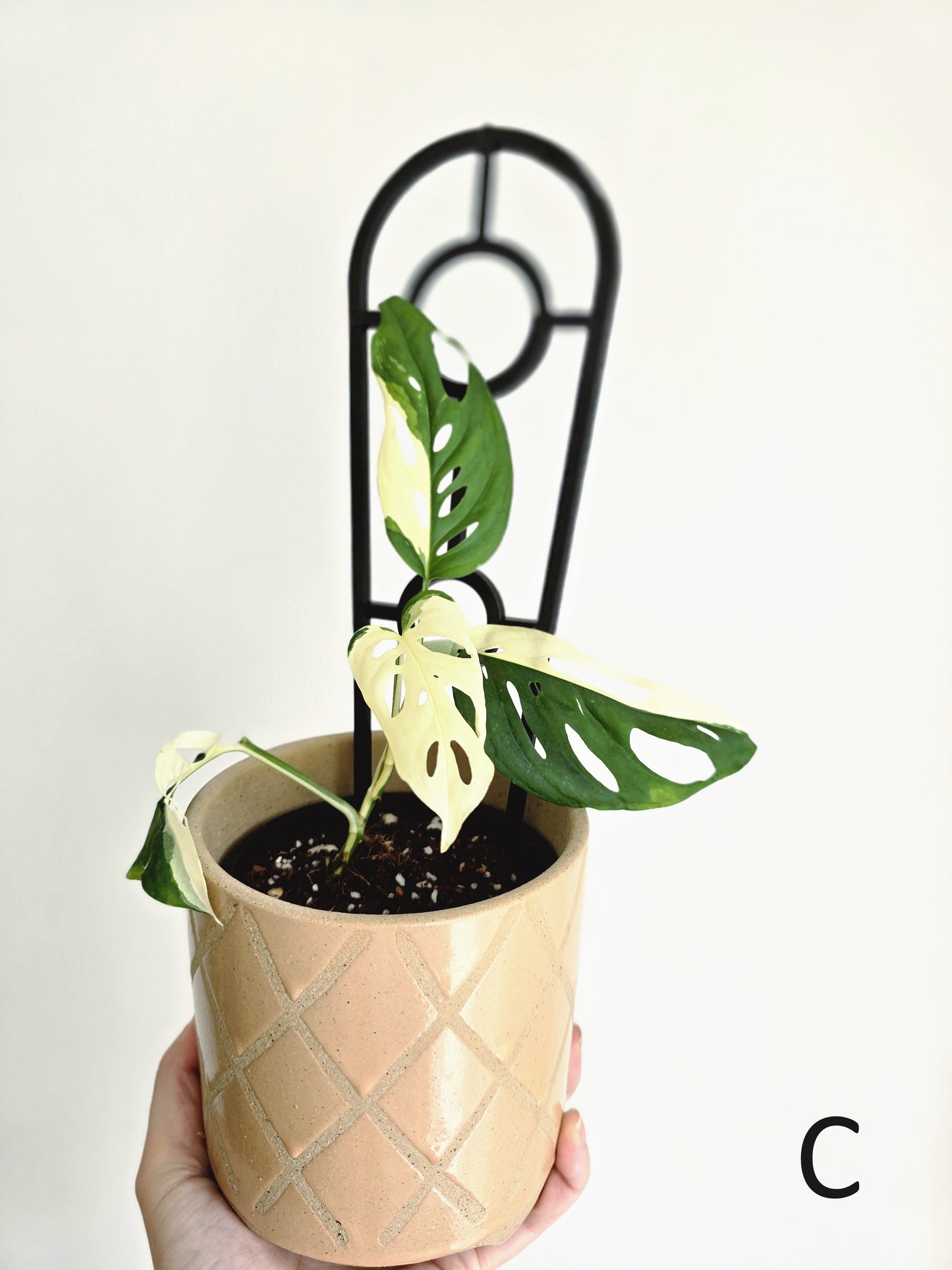 Monstera Adansonii 'Variegated' Ladder - 100mm