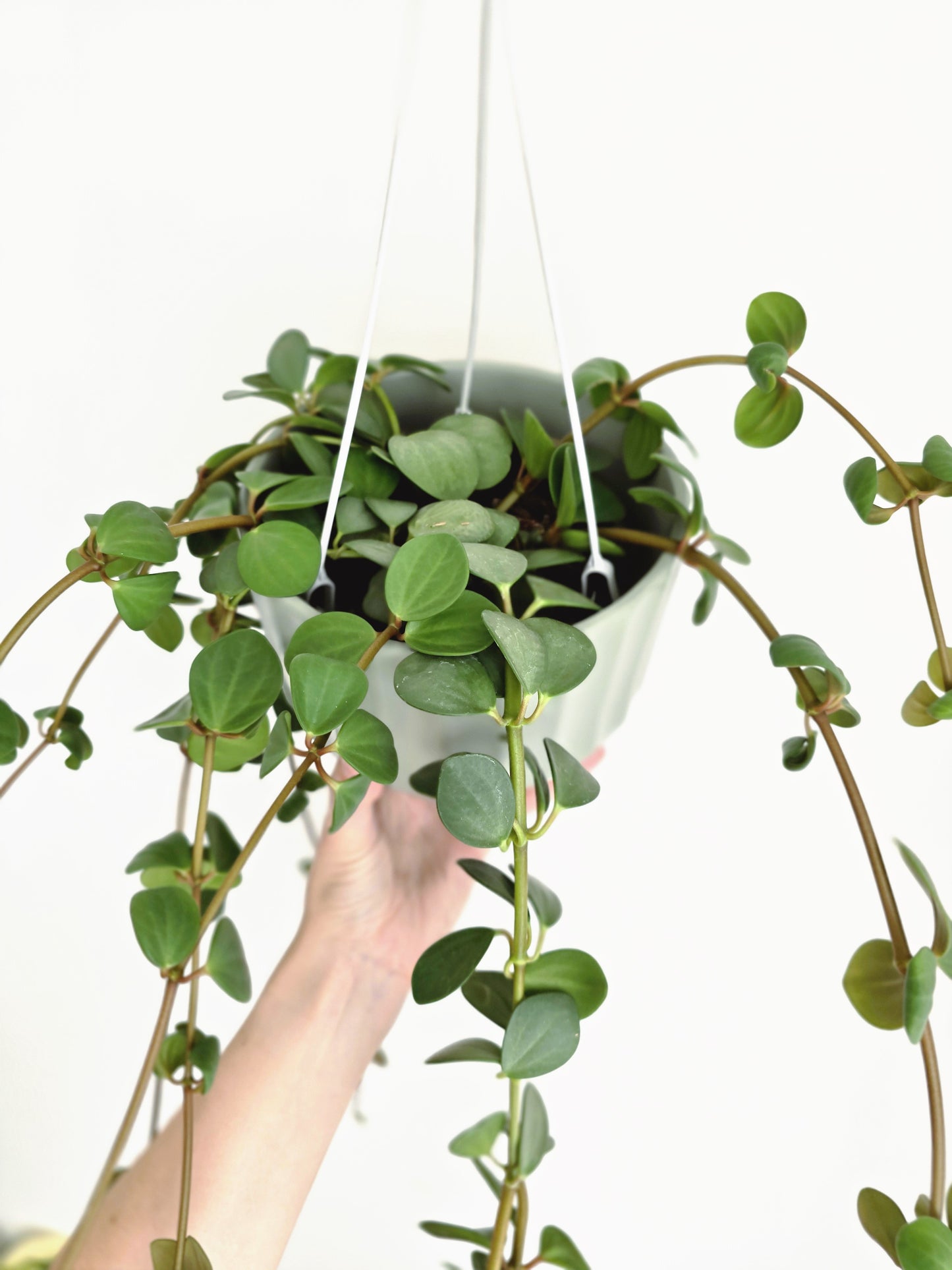 Peperomia 'Hope' Hanging Basket - 130mm