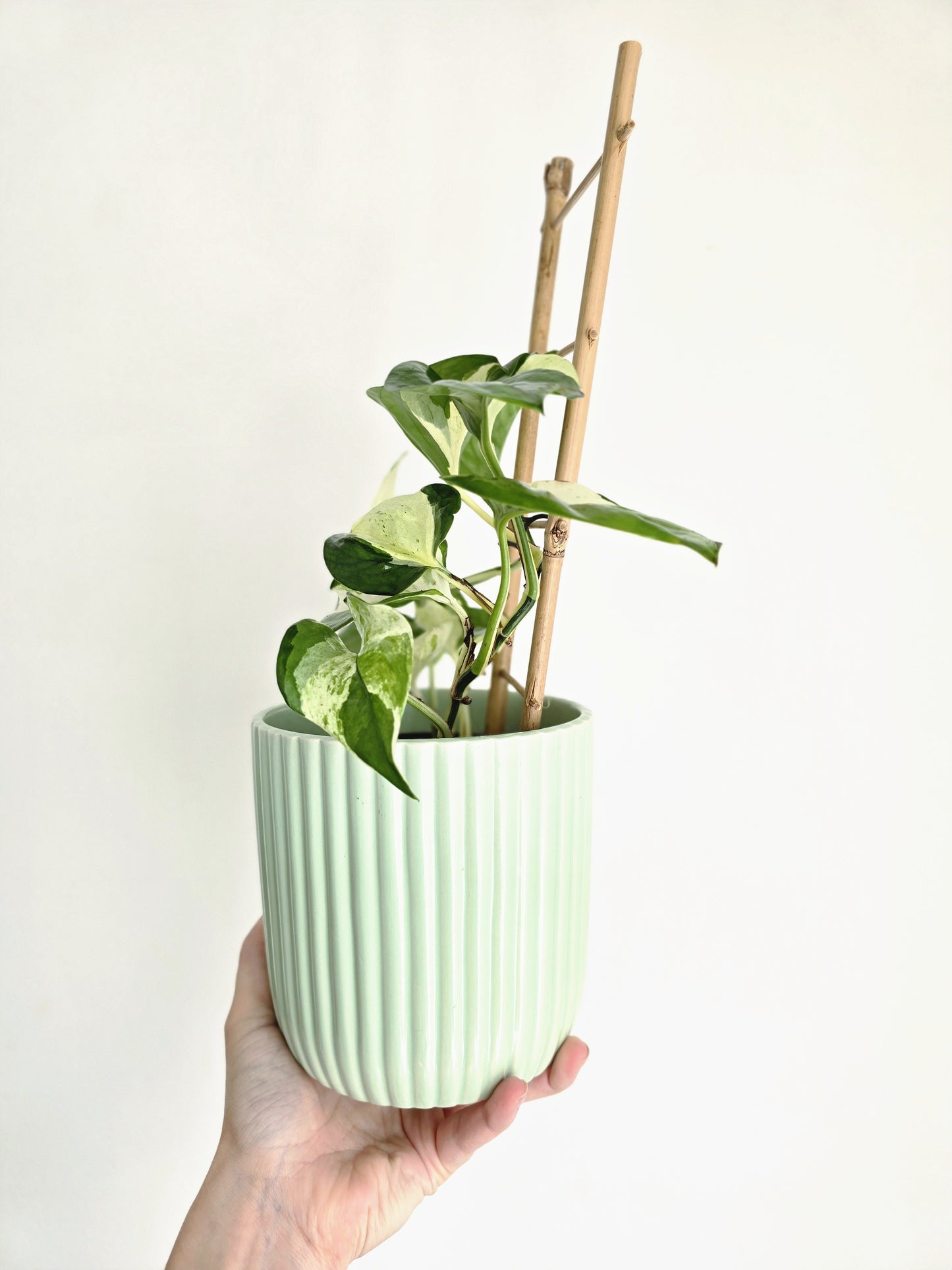Epipremnum Aureum 'Manjula' Ladder - 118mm