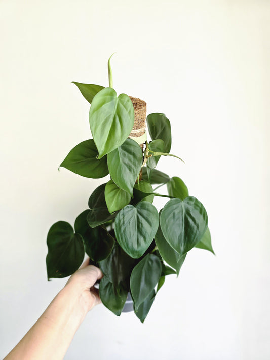 Philodendron Cordatum 'Heart Leaf' Totem - 150mm
