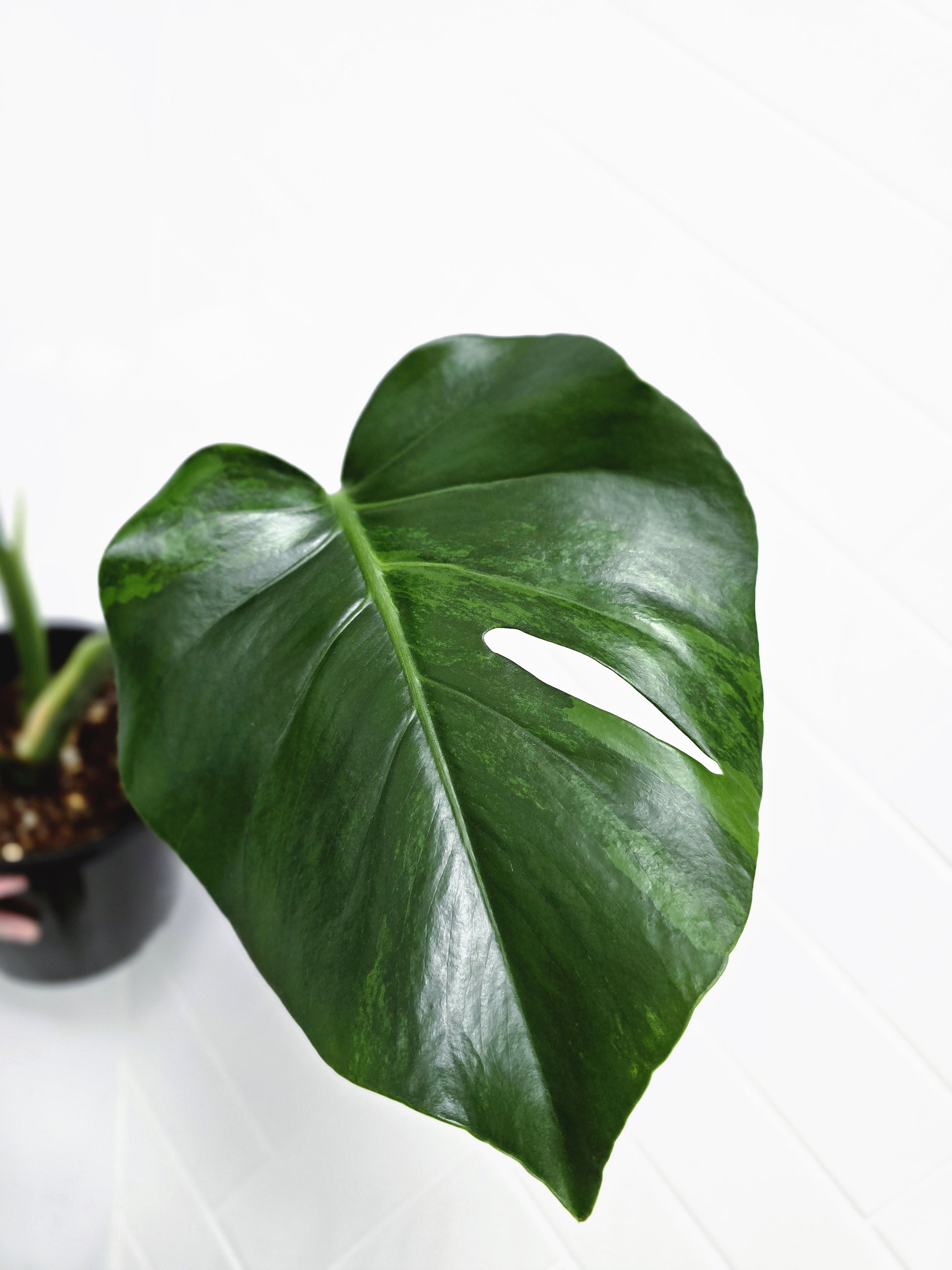 sport monstera deliciosa Monstera Deliciosa Sport Variegated 'Green on Green'