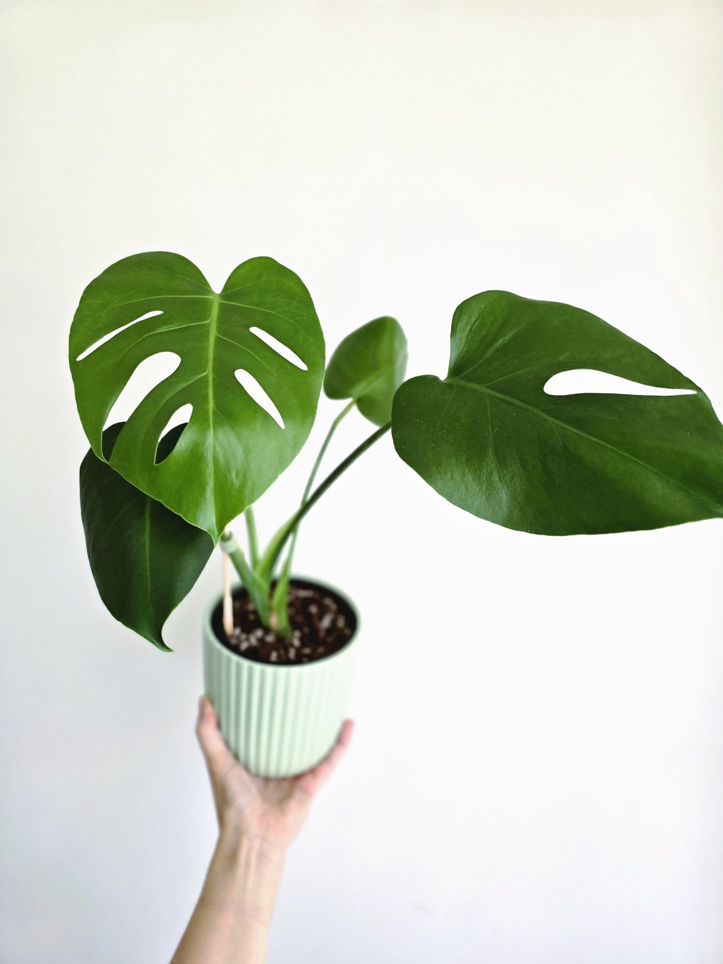 Monstera 'Deliciosa'