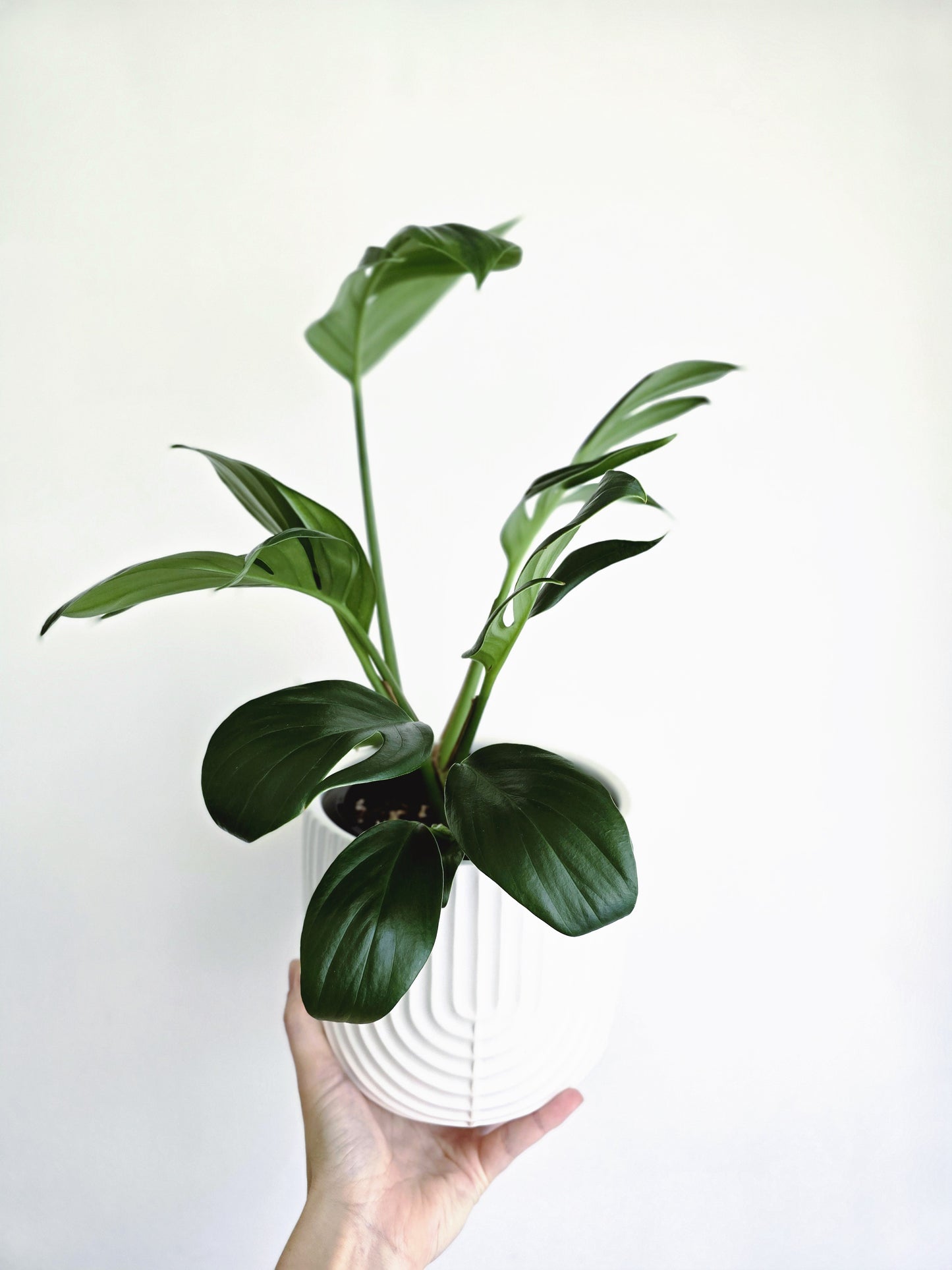 Rhaphidophora Decursiva 'Dragon Tail' - 140mm